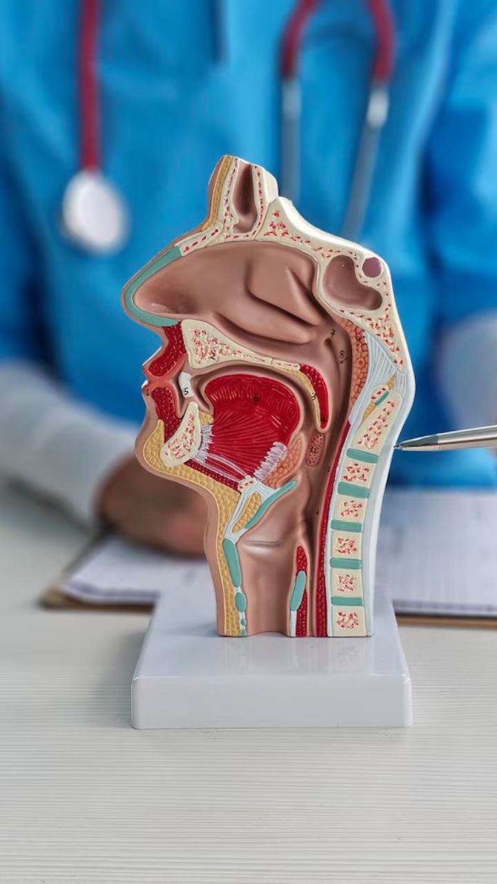 ENT (Ear, Nose & Throat)